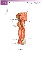 Sobotta Atlas of Human Anatomy  Head,Neck,Upper Limb Volume1 2006, page 197